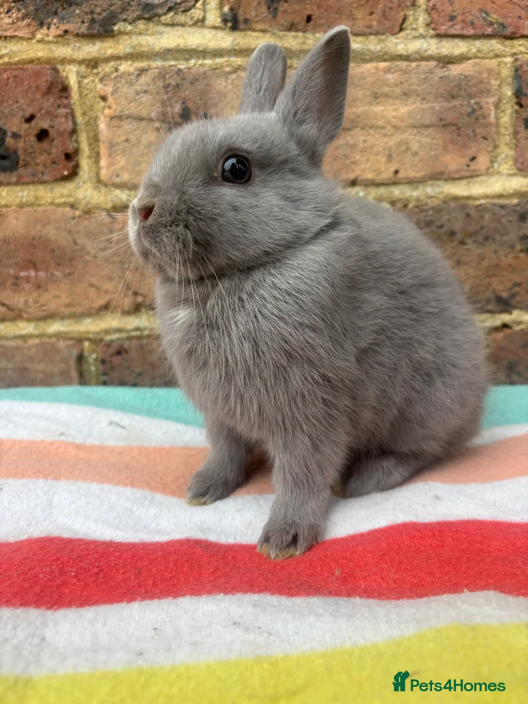 Netherland Dwarf rabbits for sale: Blue Male Netherland Dwarf bunny, ready to leave - Advert 3
