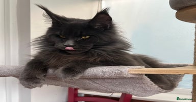 Maine Coon cats - Advert 6