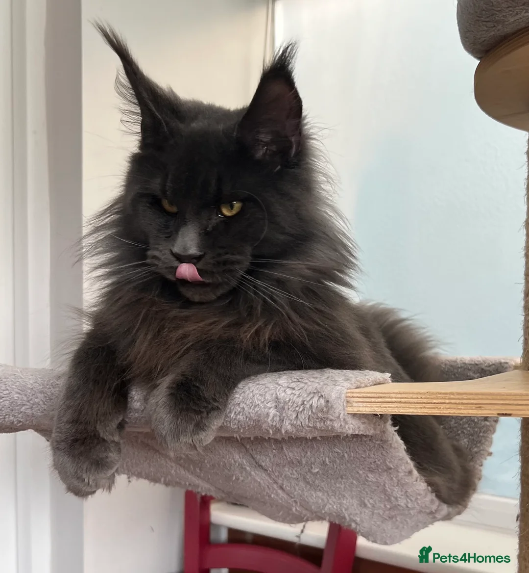 Maine Coon cats for stud: Stud service  - Advert 2