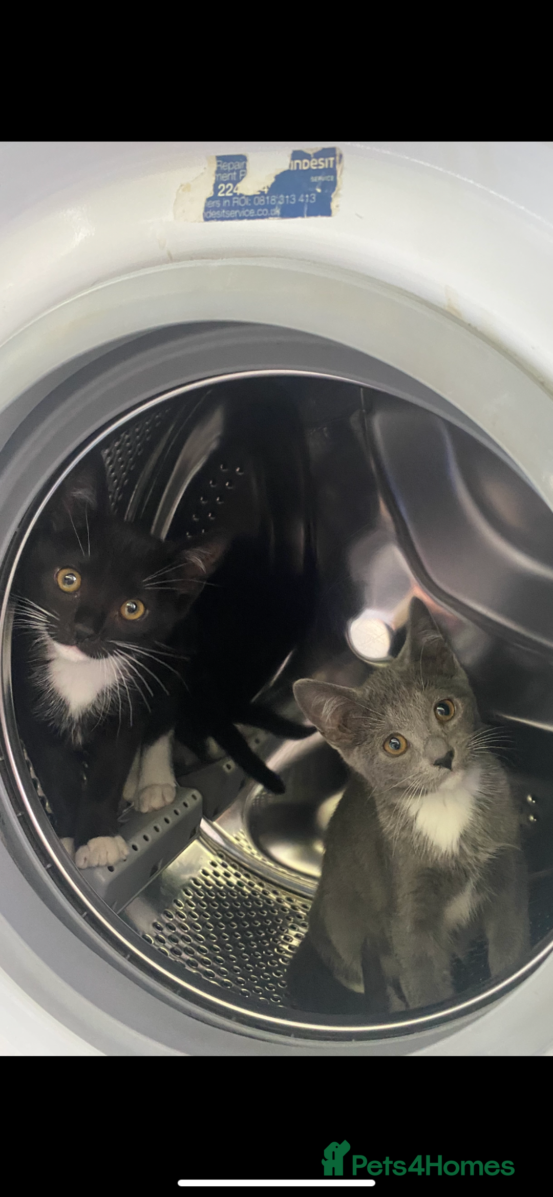 Mixed Breed cats for sale: Last kitten available 💙💙💙 - Image 8