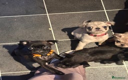 Pug dogs for sale: **Ready to go! 9 week old pug puppies** - Image 6
