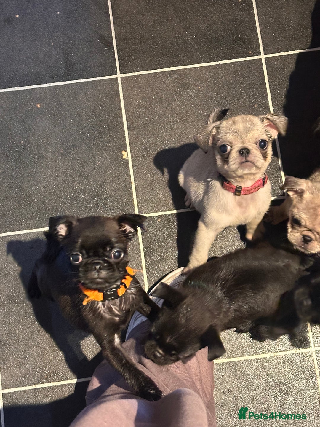 Pug dogs for sale: **Ready to go! 9 week old pug puppies** - Image 6