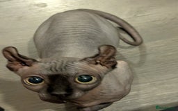 Sphynx cats for sale: Wonderful kitty  - Image 1