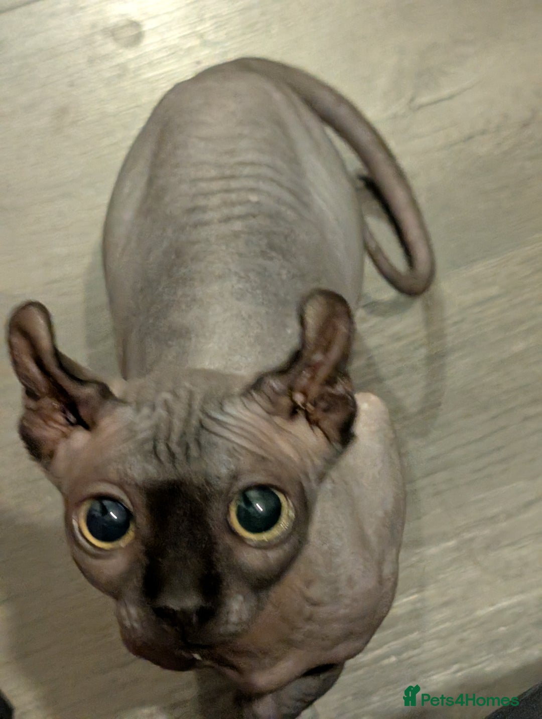 Sphynx cats for sale: Wonderful kitty  - Image 1