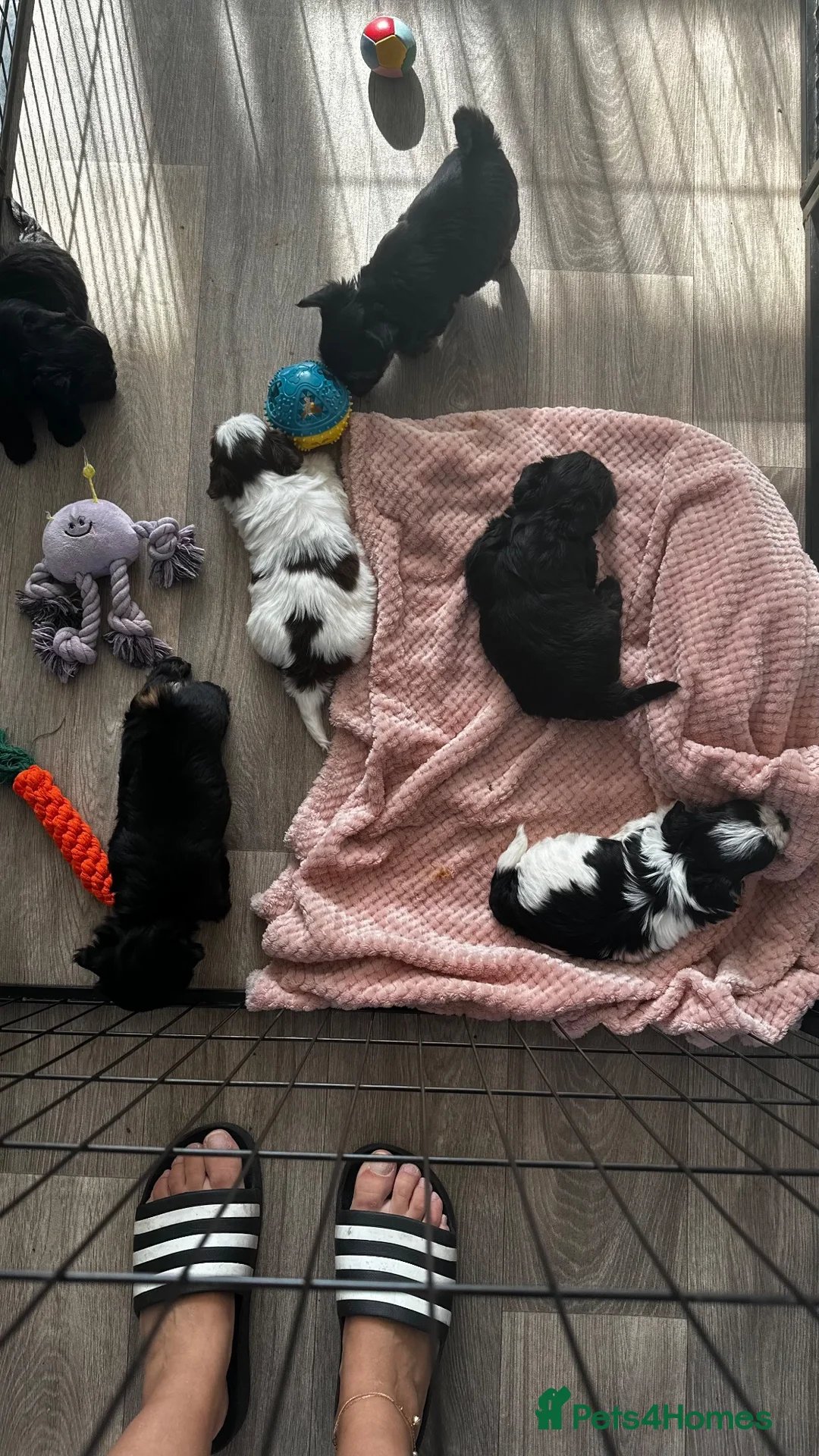 Yorkshire Terrier dogs for sale: Yorkshire terrier colourful  - Advert 2