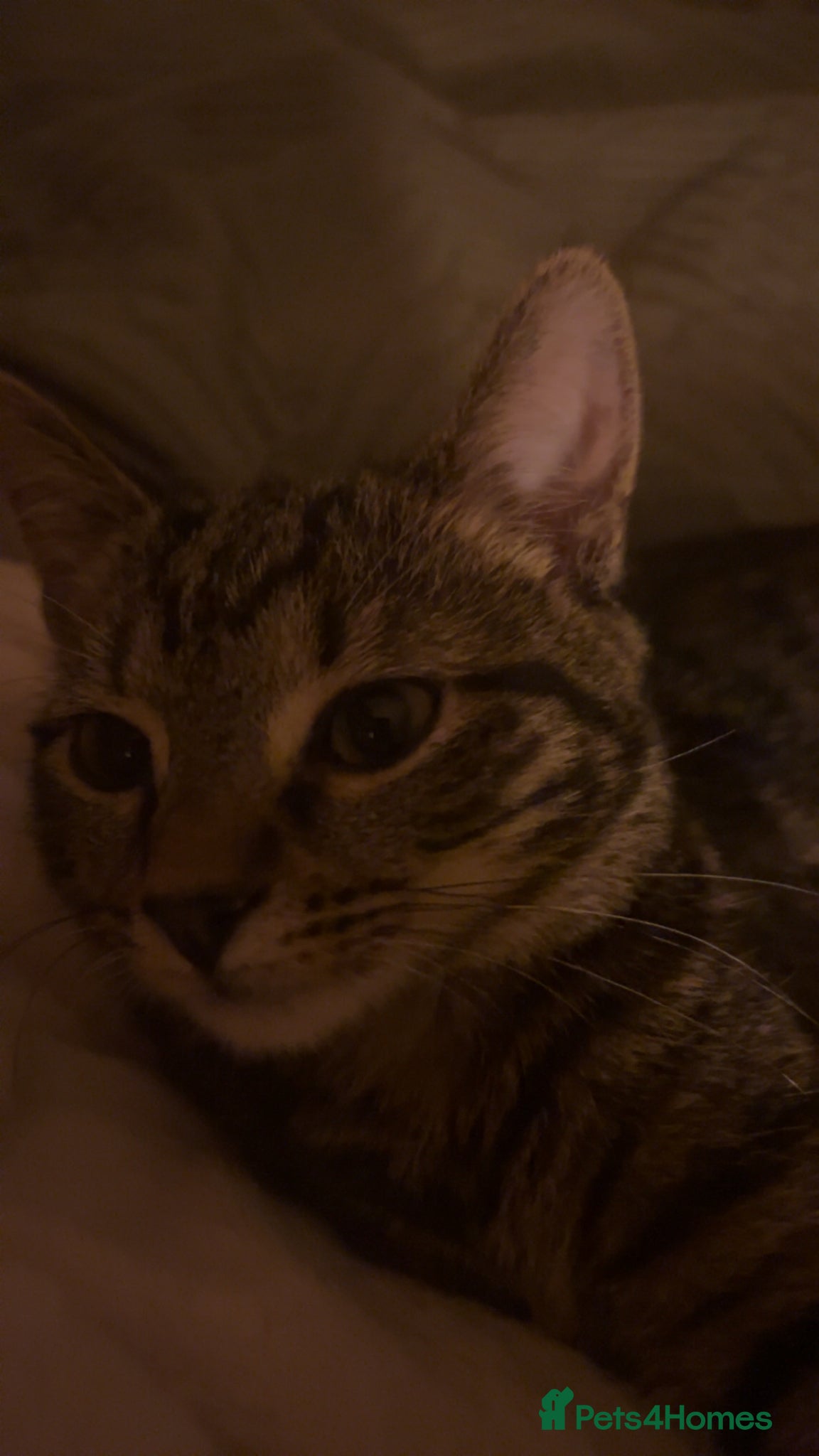 Mixed Breed cats kitten for sale!!!! - Advert 1