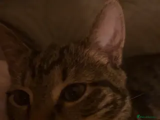 Mixed Breed cats kitten for sale!!!! - Advert 1