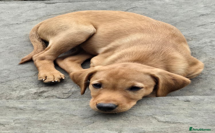 Labrador Retriever dogs - Advert 1