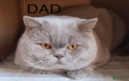 Scottish Fold cats for sale: Scottish Fold Kitten Looking for Home - Image 8
