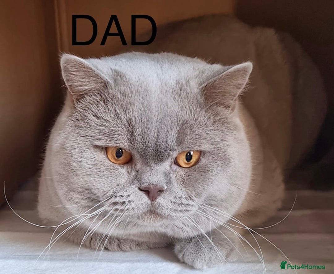 Scottish Fold cats for sale: Scottish Fold Kitten Looking for Home - Image 8