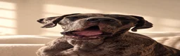 Great Dane dogs for stud: 🩶🖤Unproven Stud🖤🩶 KC Registered Merle 17 month - Advert 3