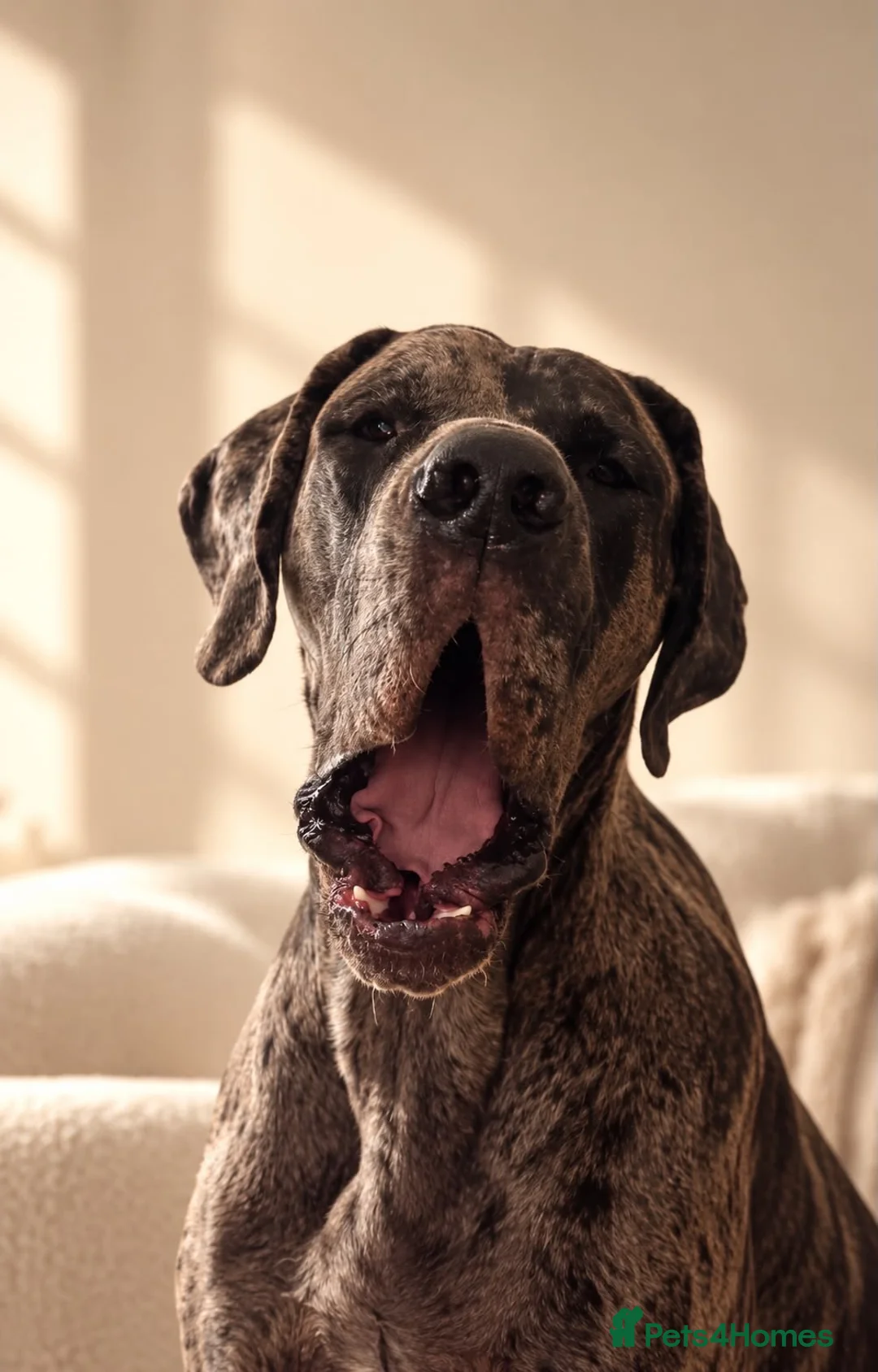 Great Dane dogs for stud: 🩶🖤Unproven Stud🖤🩶 KC Registered Merle 17 month - Advert 3