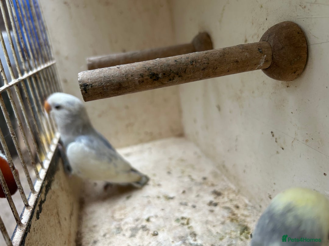 Lovebirds birds for sale: Lovebird for sale, all in good health  - Image 7