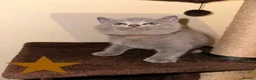 British Shorthair cats for sale: Beautiful British Shorthair Kittens–First Litter🐾 - Advert 20
