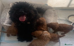 Cockapoo dogs for sale: F1B Red Cockapoo Puppies Available Now - Image 16