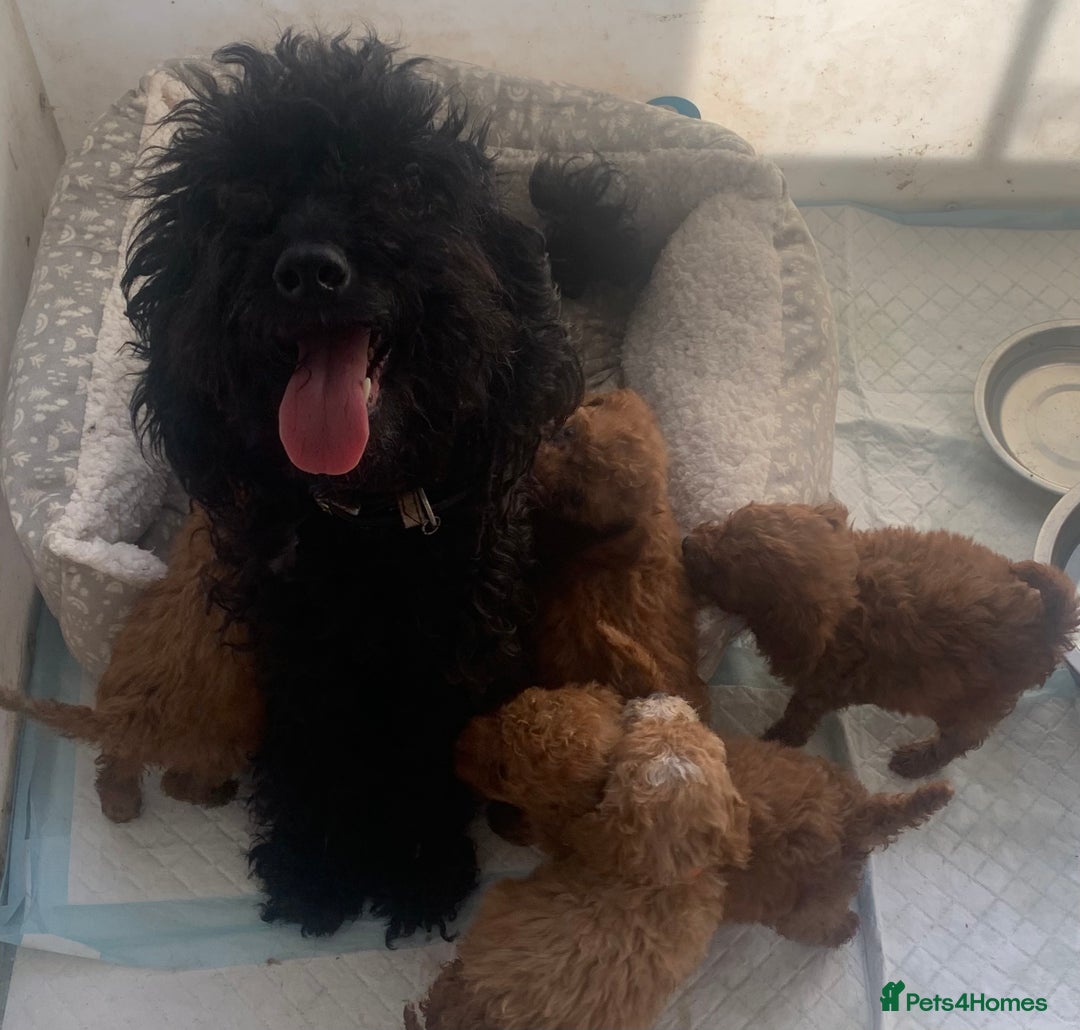 Cockapoo dogs for sale: F1B Red Cockapoo Puppies Available Now - Image 16