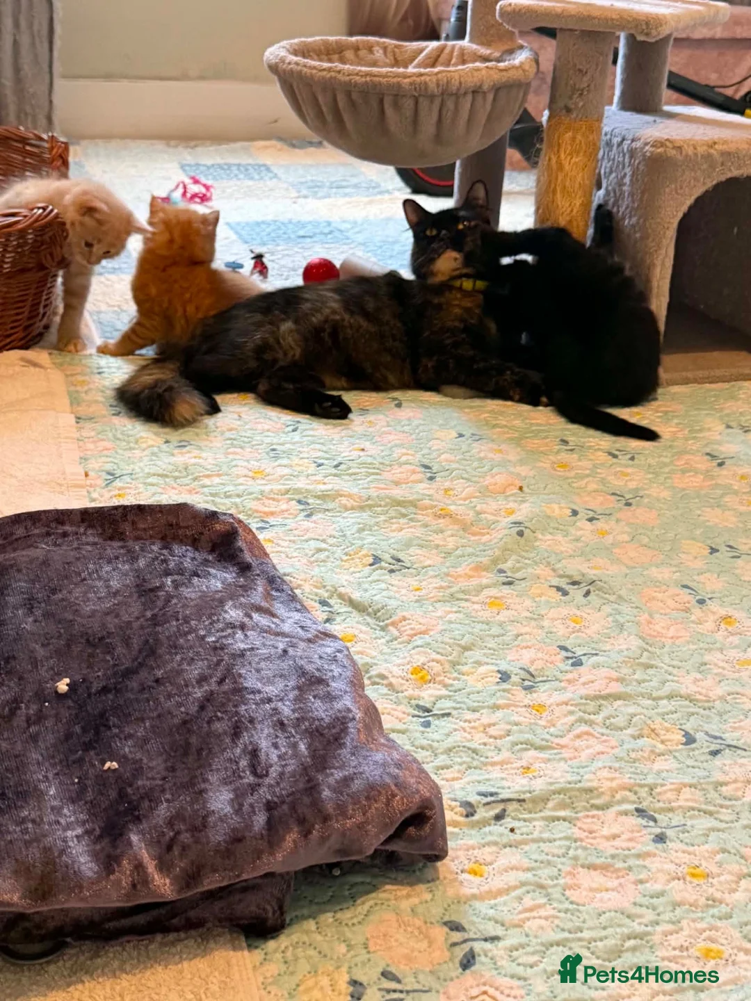 Mixed Breed cats for sale: Fluffy kittens for sale  - Advert 15