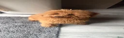 Toy Poodle dogs for sale: Toy poodle for sale  - Advert 3