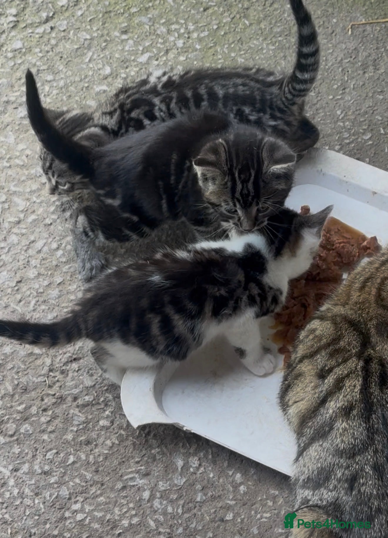 Mixed Breed cats 2 beautiful boys looking for their forever homes  - Advert 7