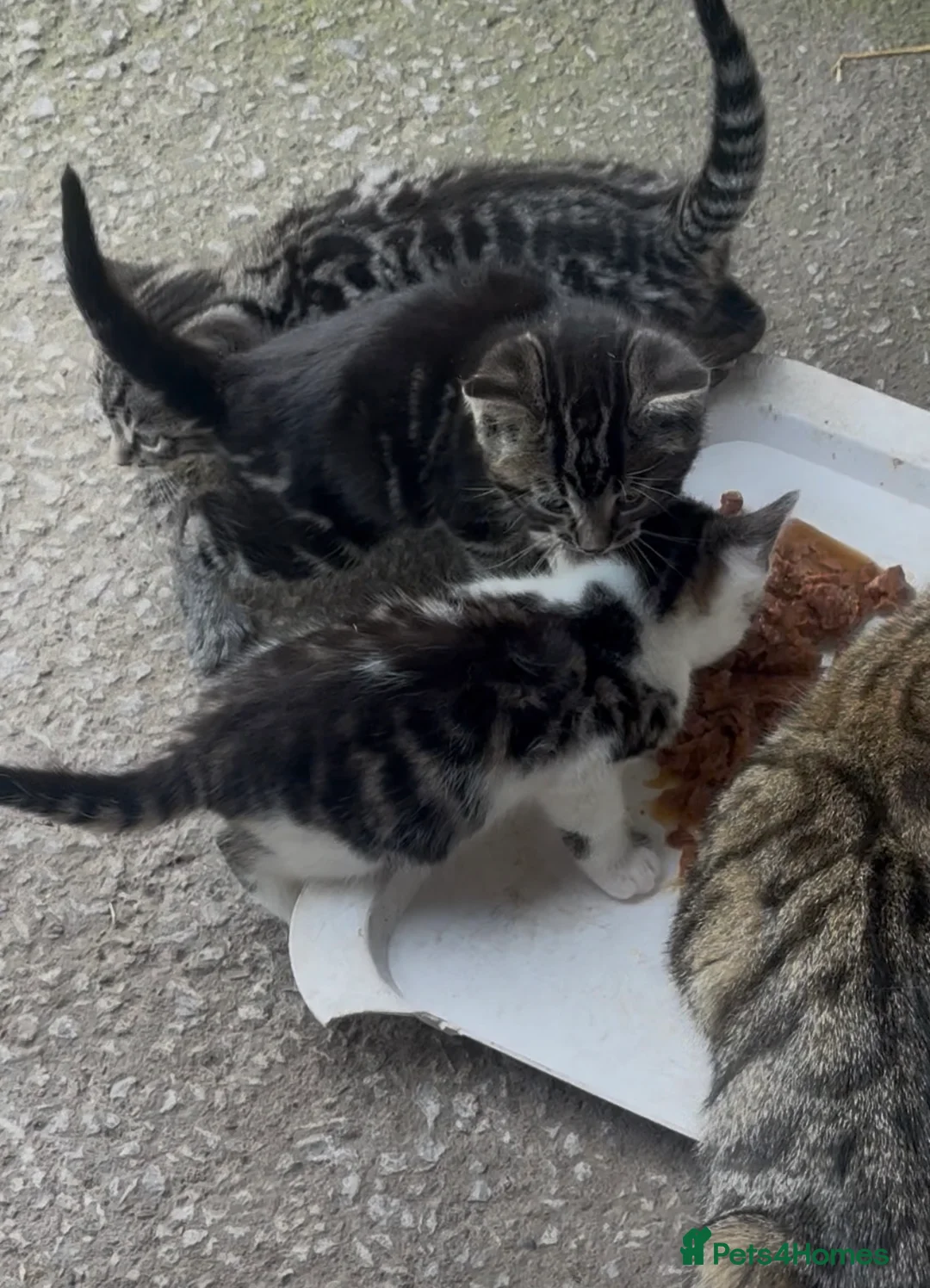 Mixed Breed cats for sale: 2 beautiful boys looking for their forever homes  - Advert 1