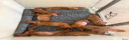Hungarian Vizsla dogs for sale: 9 KC registered Hungarian Vizla puppies - Advert 18