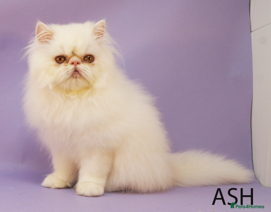 Persian cats for sale: Stunning GCCF Registered Male Persian Kitten - Advert 2