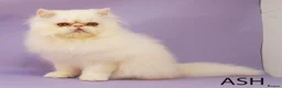 Persian cats for sale: GCCF Registered Persian Kittens – Neutered & Ready - Advert 2