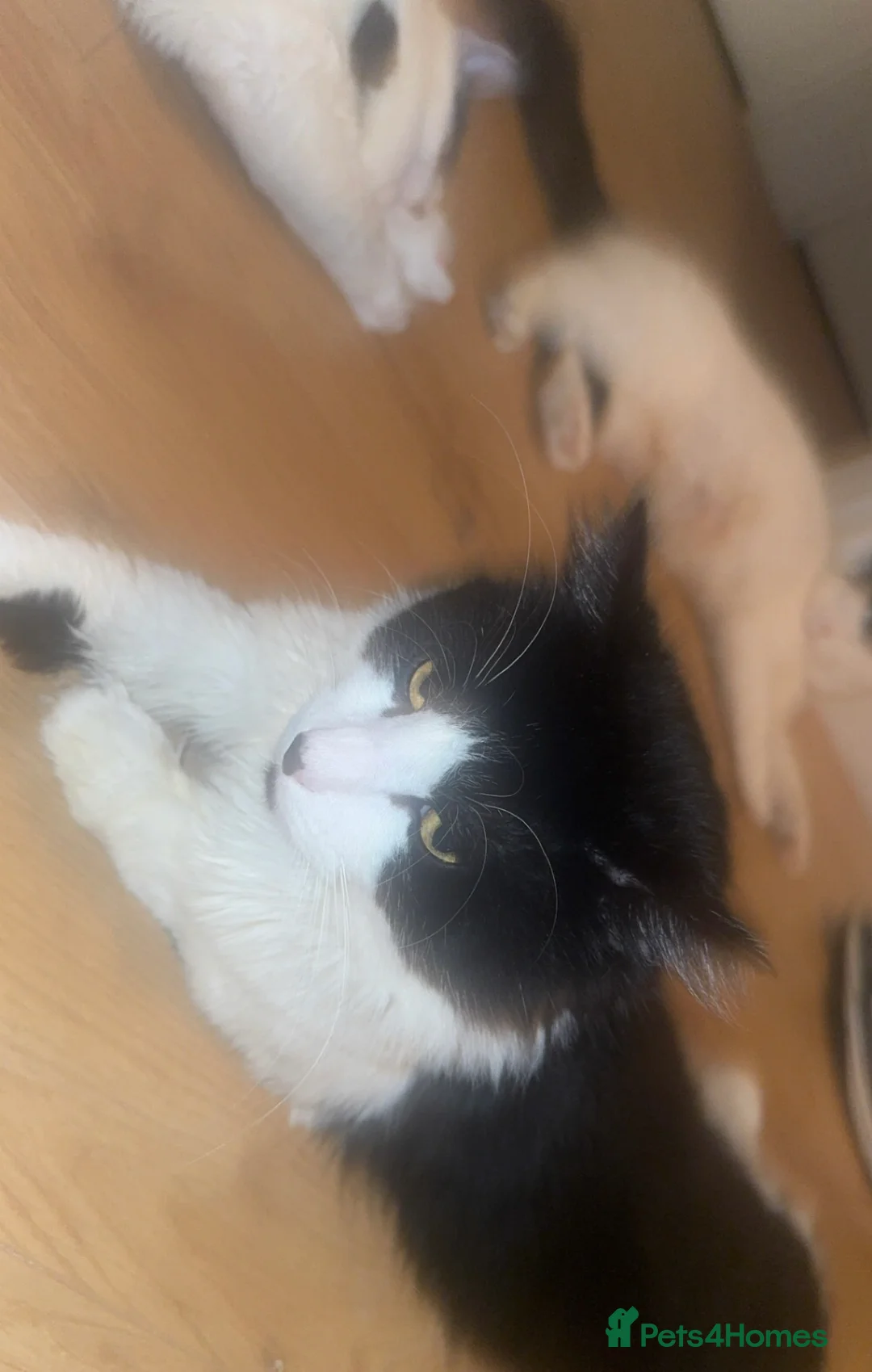 British Longhair cats for sale: Only £10 Lovely male cat  - Advert 2