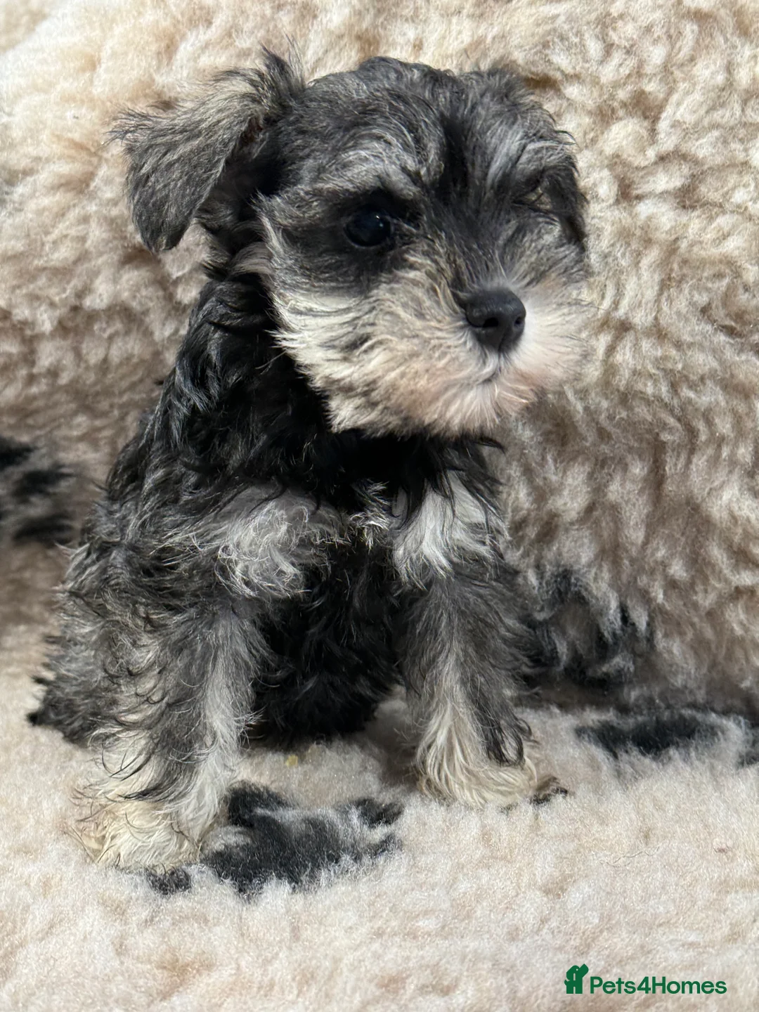 Miniature Schnauzer dogs for sale: Beautiful miniature schnauzers pups ready now - Advert 2