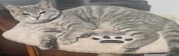Bengal cats for sale: Stunning Snow Lynx Female Bengal  in Reading - Advert 6