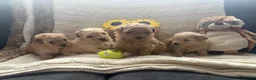 Maltipoo dogs for sale: Maltipoo Boys F1b licensed Breeder - Advert 1