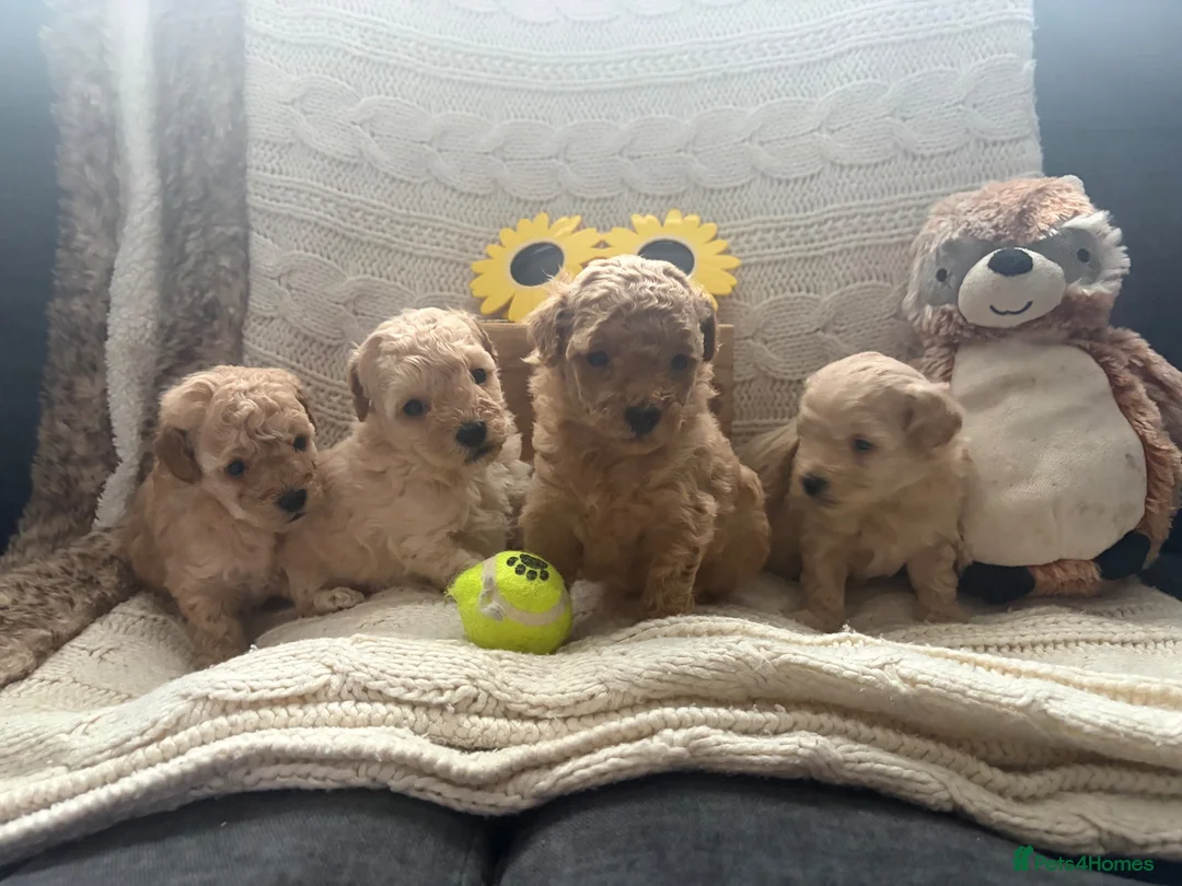 Maltipoo dogs for sale: Maltipoo Boys F1b licensed Breeder - Advert 1