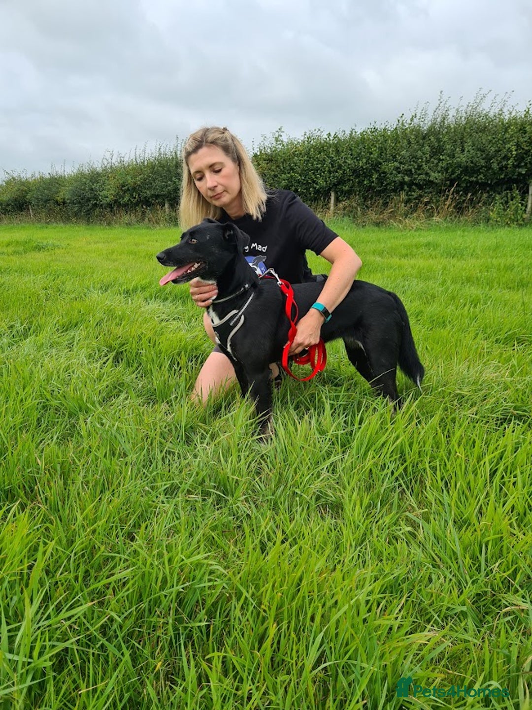 Mixed Breed dogs for adoption: Lottie, gorgeous girl - Image 2