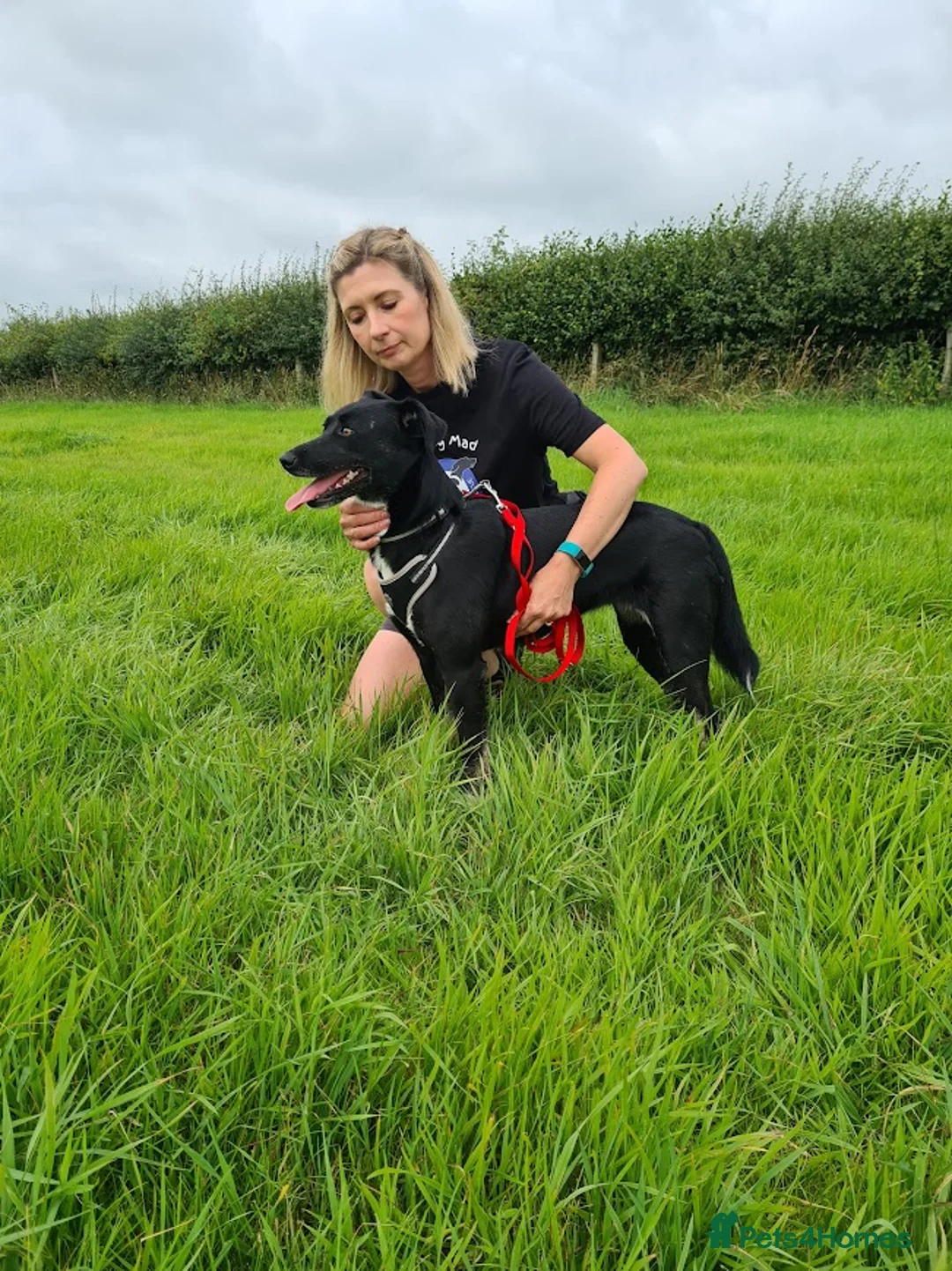 Mixed Breed dogs for adoption: Lottie, gorgeous girl - Advert 2