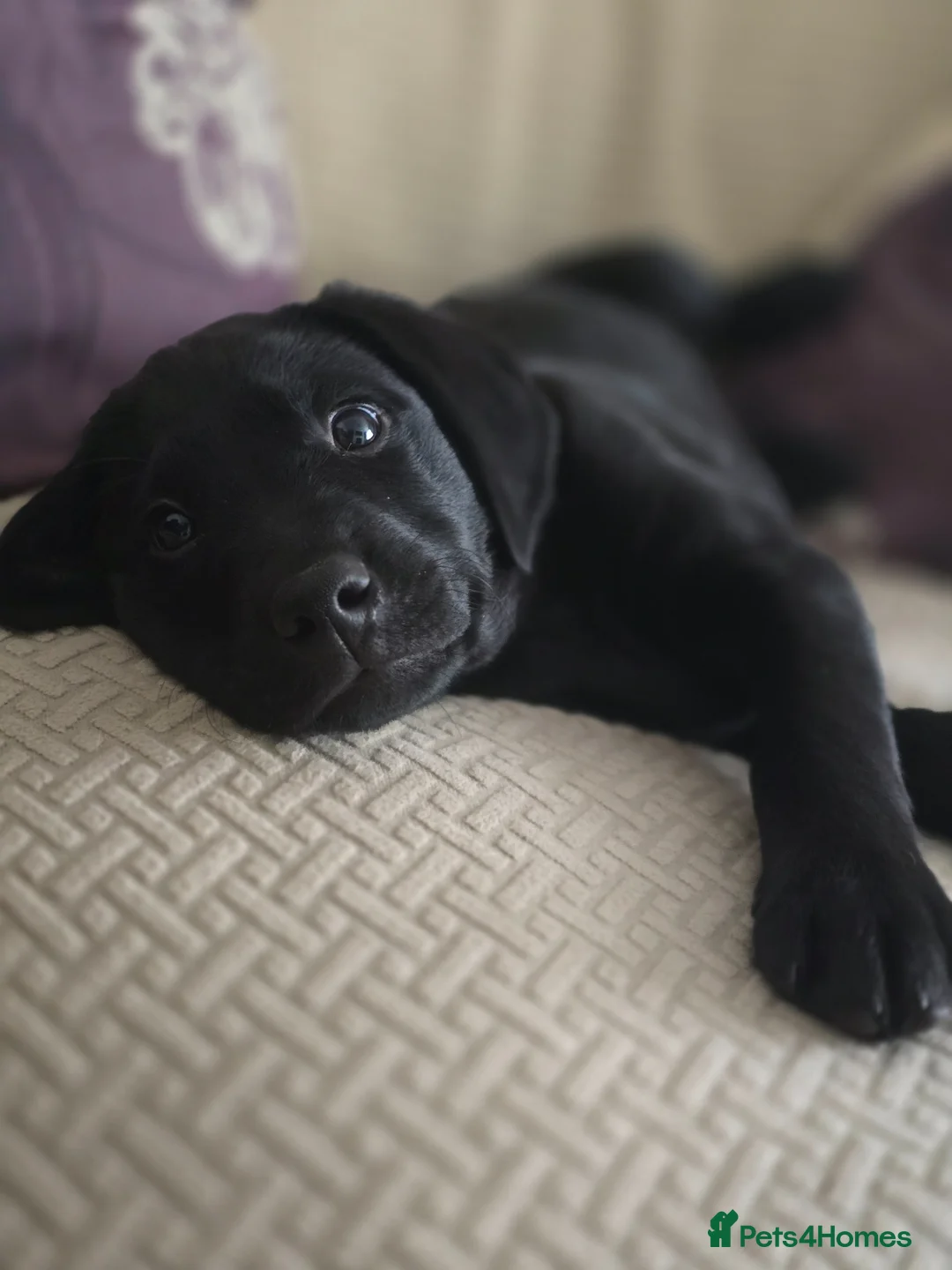 Labrador Retriever dogs for sale: Kc Registered Black Labrador Puppy  - Advert 7