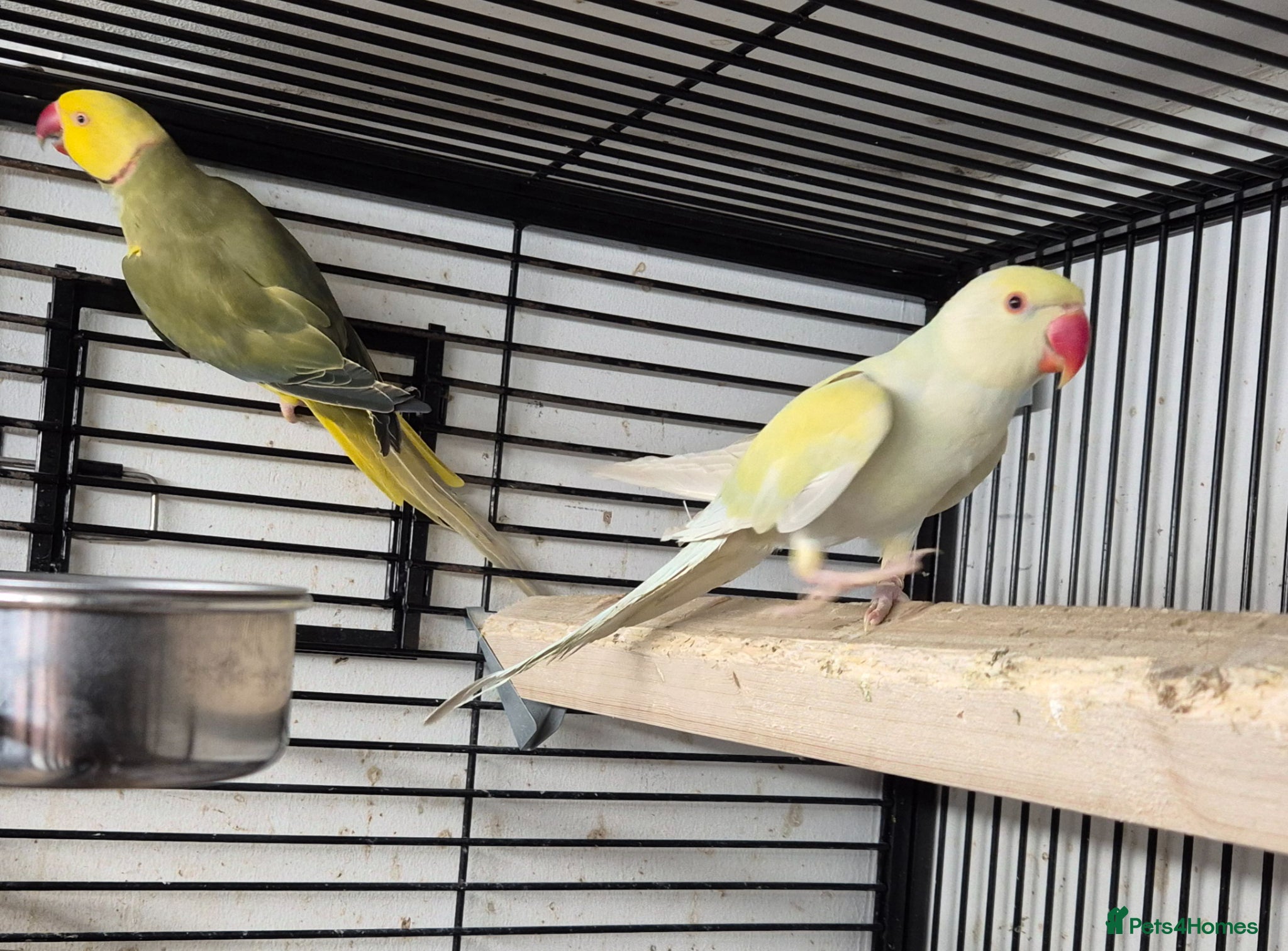 Parakeets birds Finches canarys parakeets parrots  - Advert 7