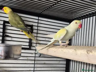 Parakeets birds Finches canarys parakeets parrots - Advert 7