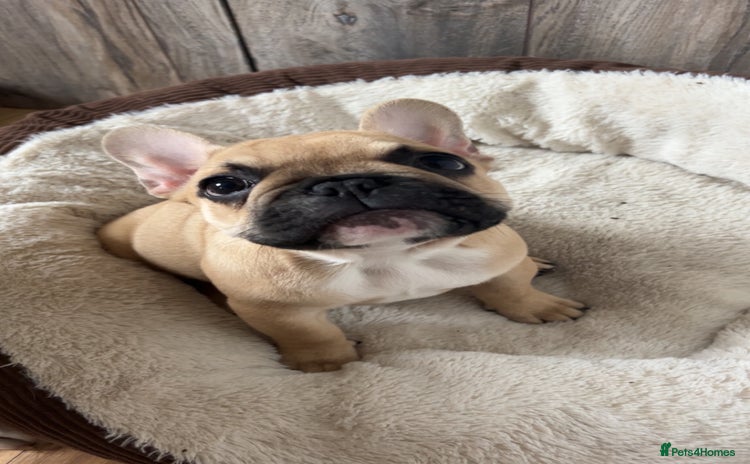 French Bulldog dogs - Advert 4