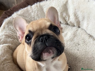 French Bulldog dogs - Advert 7