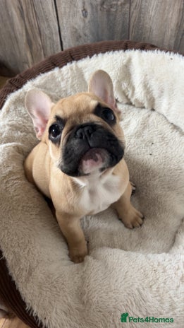 French Bulldog dogs - Advert 4