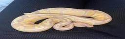 Python Snake reptiles for sale: firebelly x banana albino royal python - Advert 3