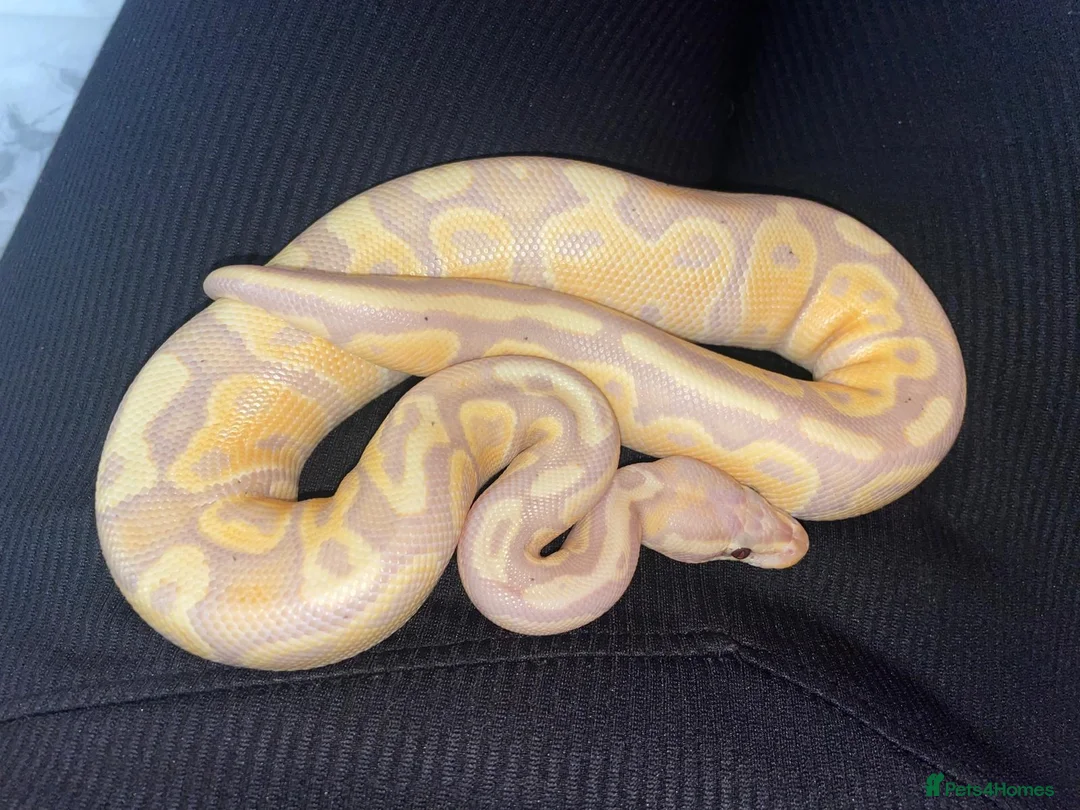 Python Snake reptiles for sale: firebelly x banana albino royal python - Advert 3