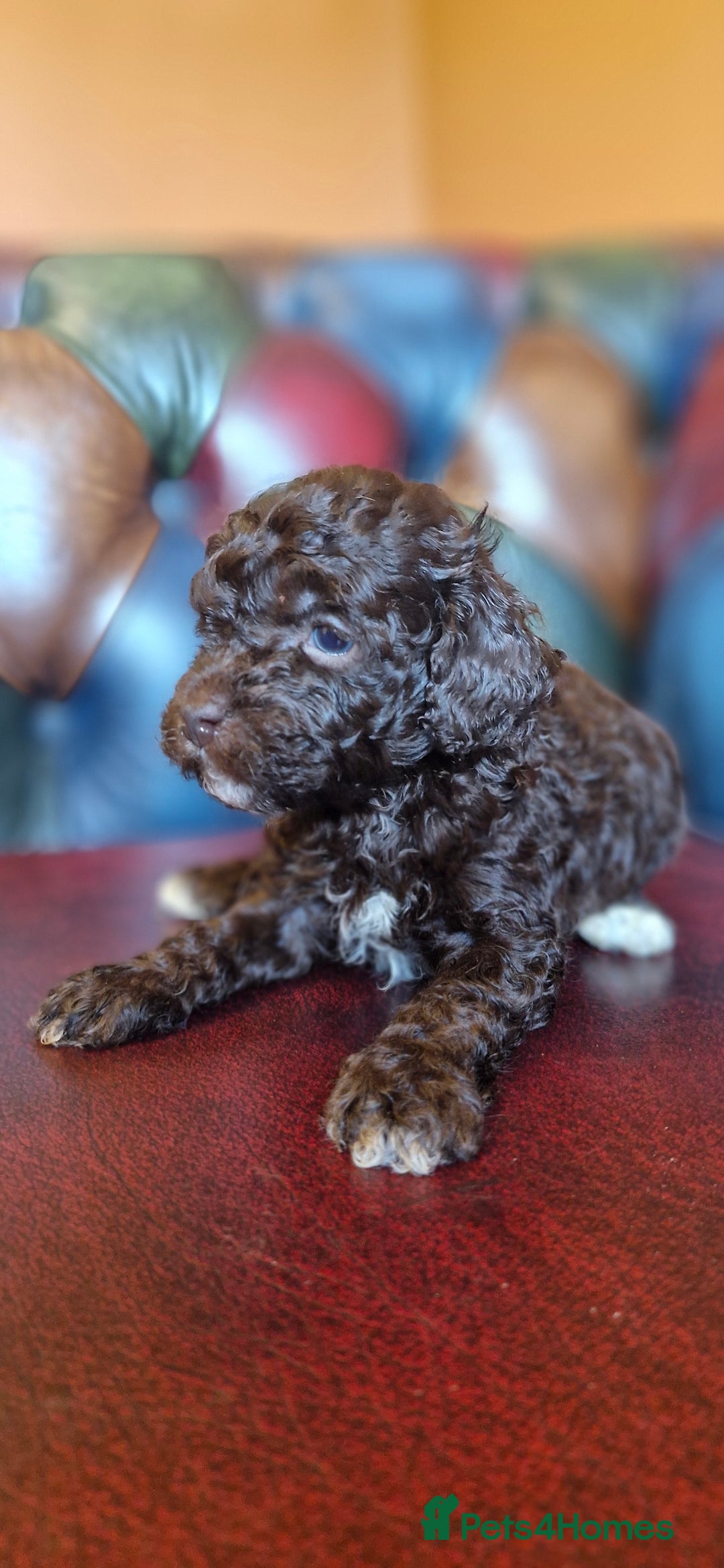 Cavapoo dogs for sale: Gorgeous f1bb Multicolour Cavapoo pups - Image 26
