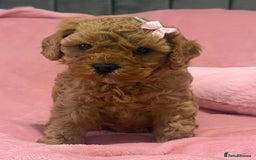 Cavapoochon dogs for sale: Adorable Cavapochoon Puppies - Image 2