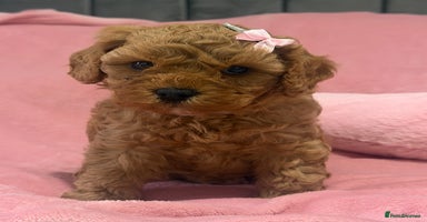 Cavapoochon dogs - Advert 4