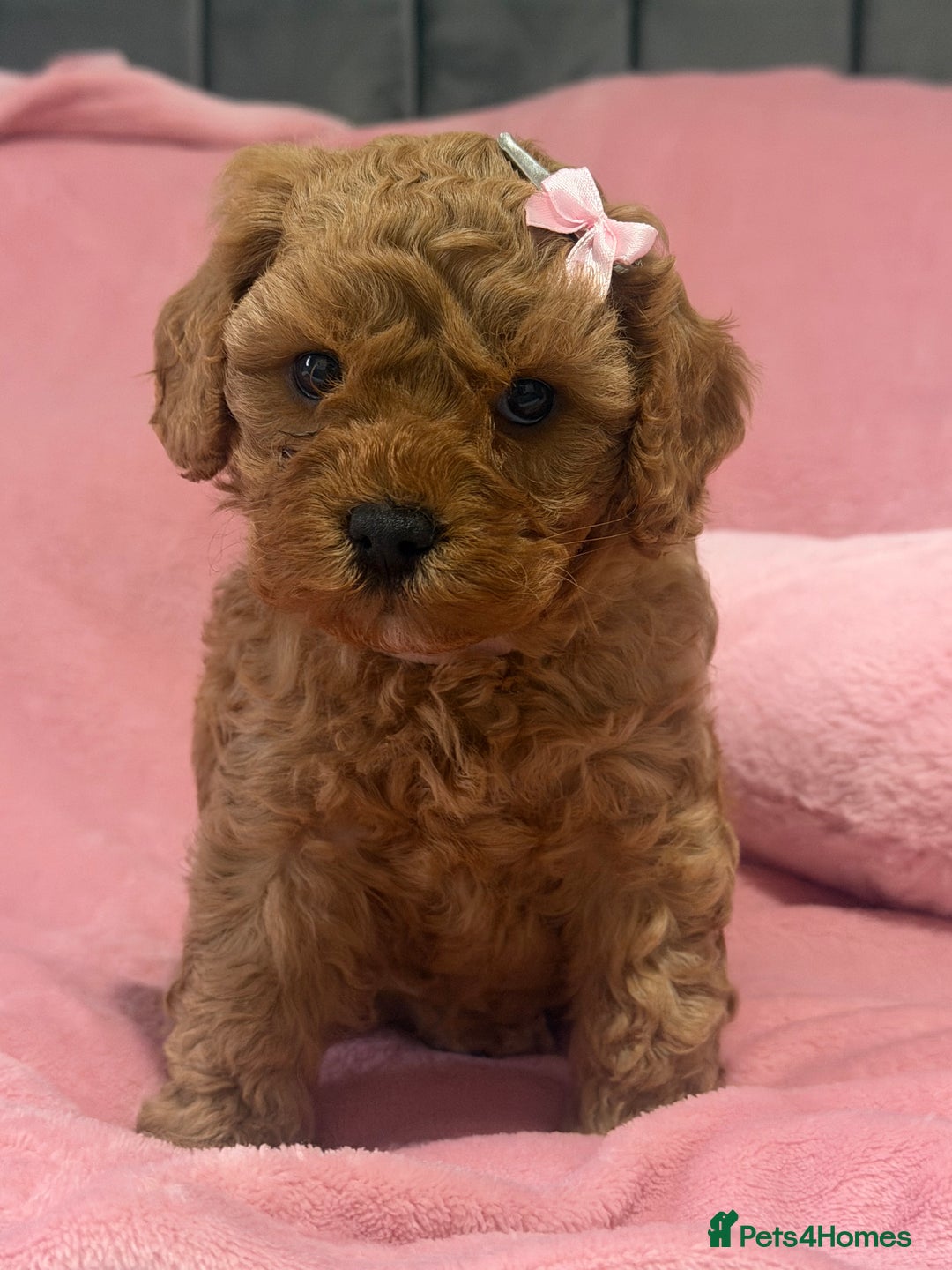 Cavapoochon dogs for sale: Adorable Cavapochoon Puppies - Image 2
