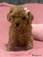 Cavapoochon dogs - Advert 4