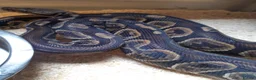 Python Snake reptiles for sale: Royal Python collection in Westcliff-on-Sea - Advert 2