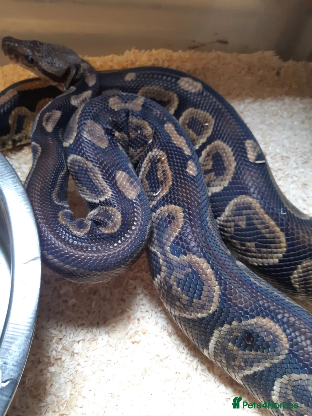 Python Snake reptiles for sale: Royal Python collection in Westcliff-on-Sea - Advert 2