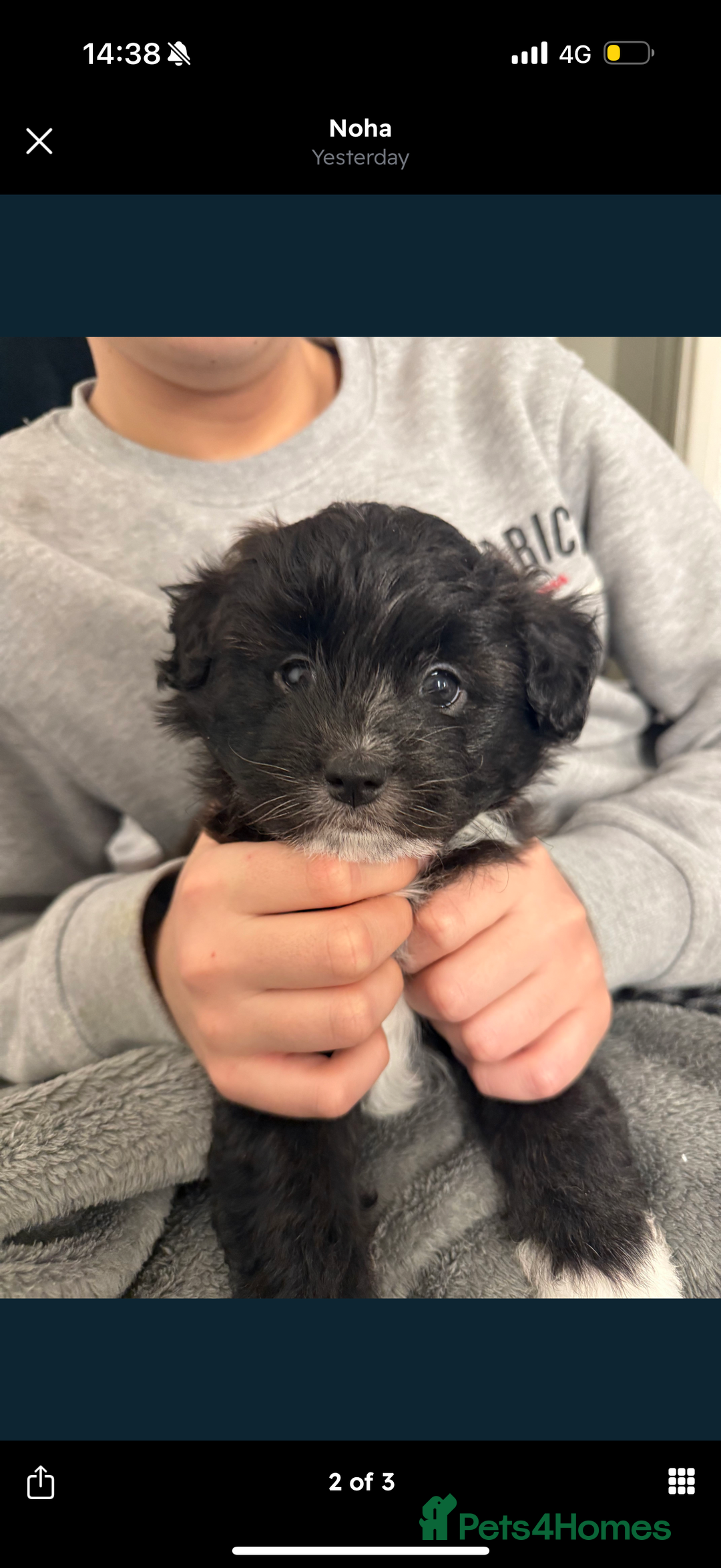 Maltipom dogs for sale: Maltipom puppies  - Advert 3